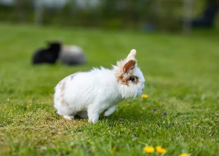 Weitblick إسلوهي